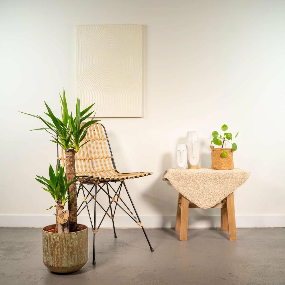 Yucca Et Son Cache-pot Doré - H100cm, ø21cm - Très Grande Plante D'intérieur 5 Yucca Et Son Cache-pot Doré - H100cm, ø21cm - Très Grande Plante D'intérieur – Image 3