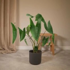 Alocasia Zebrina - H75cm, ø19cm - Grande Plante D'intérieur 8 Alocasia Zebrina - H75cm, ø19cm - Grande Plante D'intérieur -Terre et Verdure 38947a86749e715a