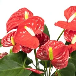 Anthurium Rouge - H55cm, ø17cm - Plante D'intérieur 9 Anthurium Rouge - H55cm, ø17cm - Plante D'intérieur -Terre et Verdure 38b54ea20ca73bf4