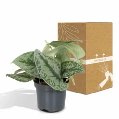 Pothos Scindapsus Pictus Epipremnum - H15cm, ø12cm - Plante D'intérieur Tombante -Terre et Verdure 38bd88a072b8a259