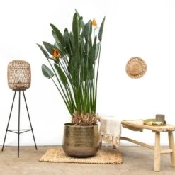 Strelitzia Reginae Xl - H160cm, ø35cm - Très Grande Plante D'intérieur -Terre et Verdure 38e6d6b2464c46b5