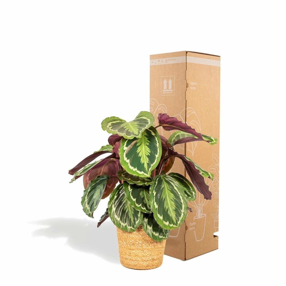 Calathea Médaillon Et Son Panier Naturel - H65cm, ø19cm - Plante D'intérieur 6 Calathea Médaillon Et Son Panier Naturel - H65cm, ø19cm - Plante D'intérieur – Image 4