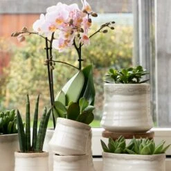 Crassula - H11cm, ø6cm - Plante D'intérieur -Terre et Verdure 395bb3a15339b15d