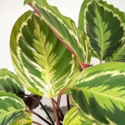 Calathea Medallion - H65cm, ø19cm - Plante D'intérieur -Terre et Verdure 39e599efe106b913