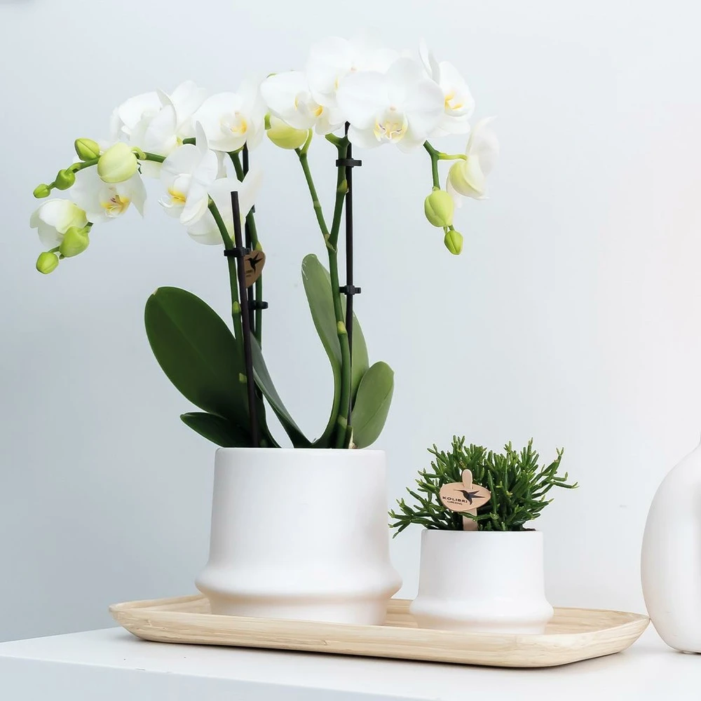 Haworthia Limifolia Et Son Cache-pot Blanc - H16cm, ø9cm - Plante D'intérieur 4 Haworthia Limifolia Et Son Cache-pot Blanc - H16cm, ø9cm - Plante D'intérieur – Image 2