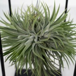 Tillandsia Et Son Support En Cube - H35cm, ø20cm - Plante D'intérieur Tombante 9 Tillandsia Et Son Support En Cube - H35cm, ø20cm - Plante D'intérieur Tombante -Terre et Verdure 3a8531a0d40b3602