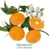 Mandarinier Bio Tailles:pot De 3 Litres, Hauteur 30/40 Cm -Terre et Verdure 3b50179d2647d97b