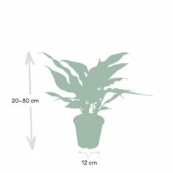 Aglaonema Maria - H30cm, ø12cm - Plante D'intérieur 10 Aglaonema Maria - H30cm, ø12cm - Plante D'intérieur -Terre et Verdure 3baf4ef3152d85dd