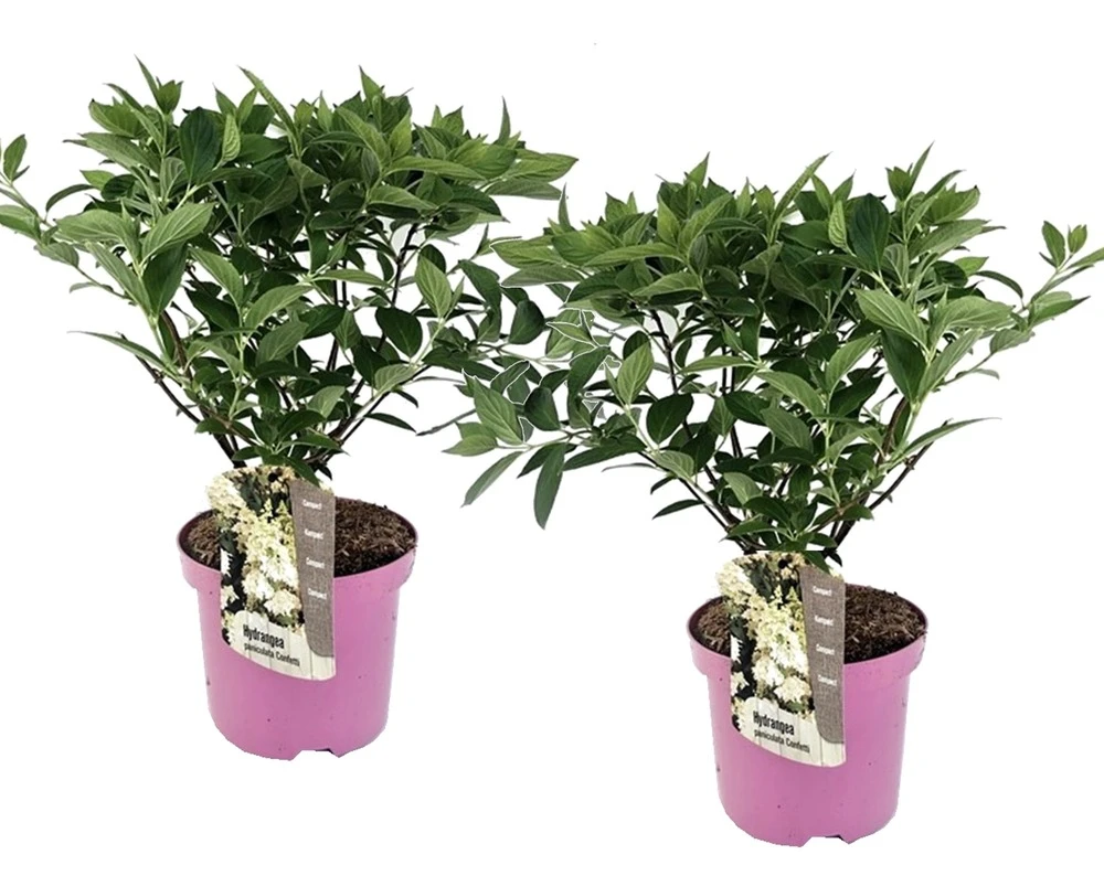 Set De 2 Hortensias Confetti - Pot ⌀19 Cm - H. 20-30cm (hauteur Pot Incluse) 3 Set De 2 Hortensias Confetti - Pot ⌀19 Cm - H. 20-30cm (hauteur Pot Incluse)