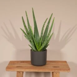 Aloe Vera - H30cm, ø12cm - Plante D'intérieur Succulente 8 Aloe Vera - H30cm, ø12cm - Plante D'intérieur Succulente -Terre et Verdure 3db038cafecd324b