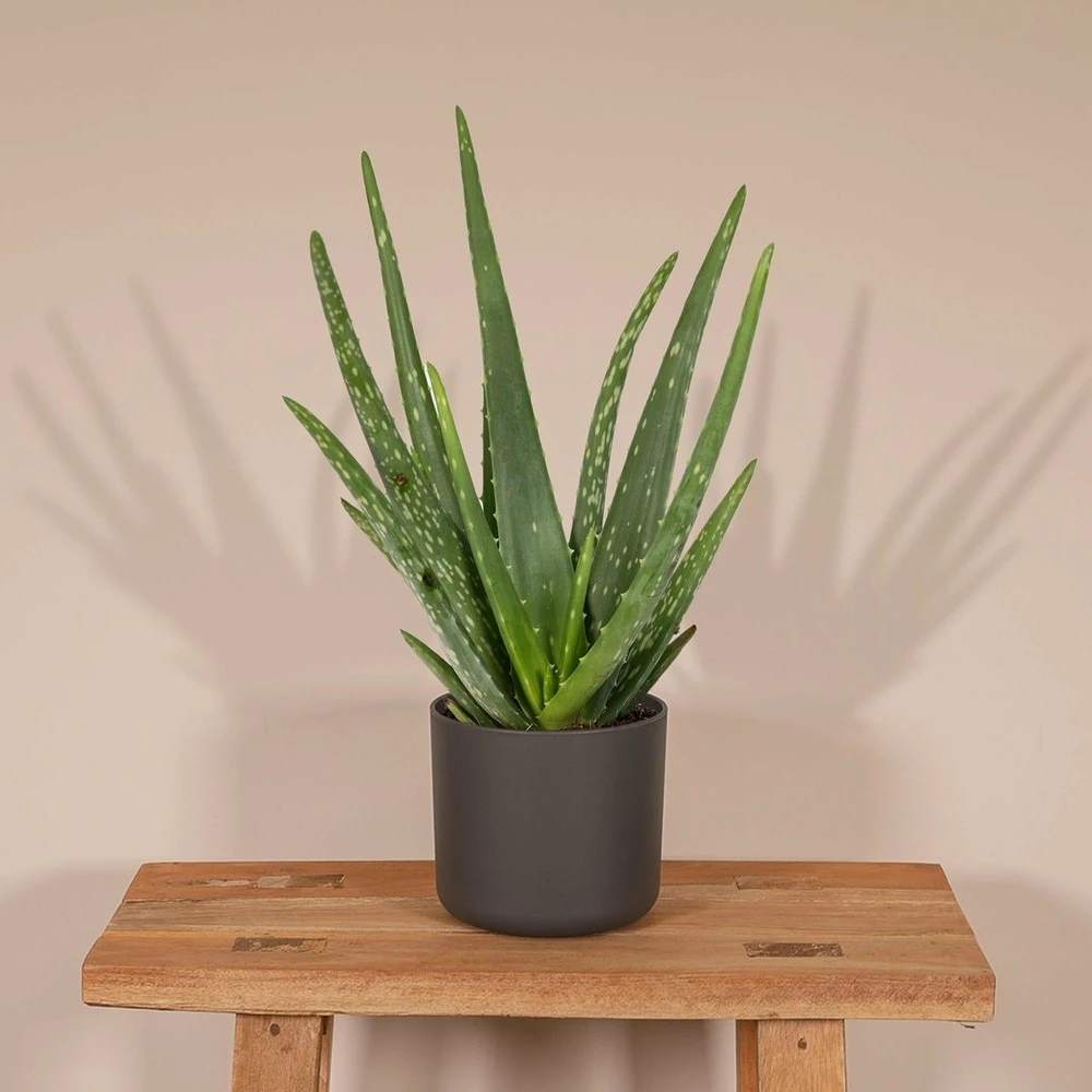 Aloe Vera - H30cm, ø12cm - Plante D'intérieur Succulente 4 Aloe Vera - H30cm, ø12cm - Plante D'intérieur Succulente – Image 2