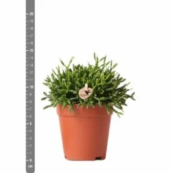 Rhipsalis Baccifera - H15cm, ø9cm - Plante D'intérieur -Terre et Verdure 3e1dfaec75687e9f