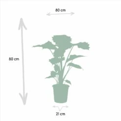Alocasia Portodora - H80cm, ø21cm - Grande Plante D'intérieur 10 Alocasia Portodora - H80cm, ø21cm - Grande Plante D'intérieur -Terre et Verdure 3f23312ed24acc25