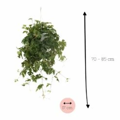 Cissus Ellen Danic - H70cm, ø17cm - Plante D'intérieur Tombante -Terre et Verdure 3f8fab84584727fe