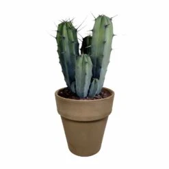 Myrtillocactus - H40cm, ø17cm - Plante D'intérieur Facile D'entretien 11 Myrtillocactus - H40cm, ø17cm - Plante D'intérieur Facile D'entretien -Terre et Verdure 3faa7c176cdf6c7b
