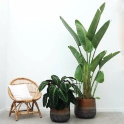 Strelitzia Augusta Xxl - H250cm, ø45cm - Très Grande Plante D'intérieur -Terre et Verdure 3fb84801184ea8d7