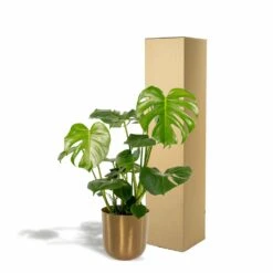 Monstera Deliciosa Et Son Cache-pot Doré - H80cm, ø21cm - Grande Plante D'intérieur -Terre et Verdure 3fd55cfe91099f58