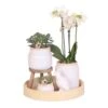 Ensemble Complet De Plantes Vertes Blanches Vintage Avec Orchidée Phalaenopsis Blanche Dans Un Pot Décoratif Vintage -Terre et Verdure 401cf5122a4c5647