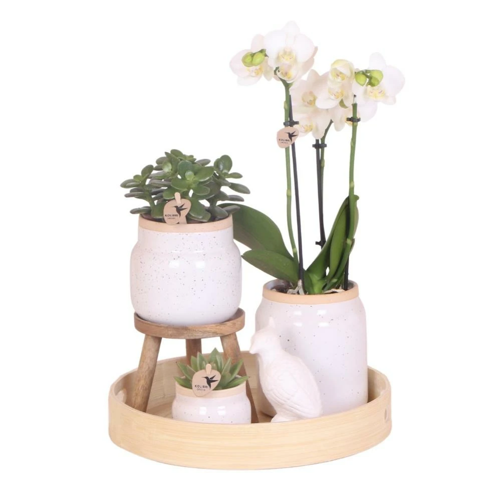 Ensemble Complet De Plantes Vertes Blanches Vintage Avec Orchidée Phalaenopsis Blanche Dans Un Pot Décoratif Vintage 3 Ensemble Complet De Plantes Vertes Blanches Vintage Avec Orchidée Phalaenopsis Blanche Dans Un Pot Décoratif Vintage