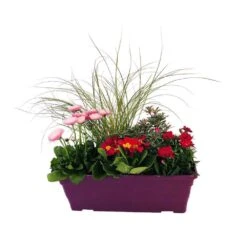 Jardinière De Bisannuelles Et Vivaces 40 Cm - Coloris Variables 8 Jardinière De Bisannuelles Et Vivaces 40 Cm - Coloris Variables -Terre et Verdure 417571 003
