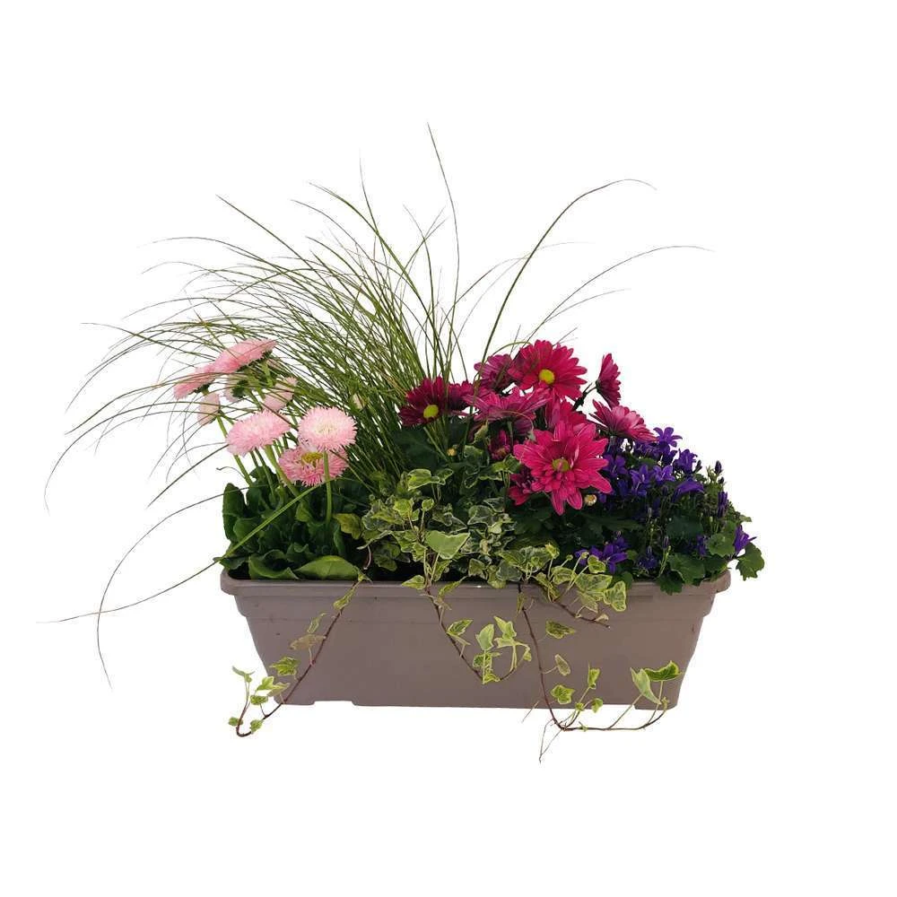 Jardinière De Bisannuelles Et Vivaces 40 Cm - Coloris Variables 5 Jardinière De Bisannuelles Et Vivaces 40 Cm - Coloris Variables – Image 3