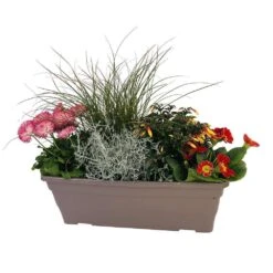 Jardinière De Bisannuelles Et Vivaces 40 Cm - Coloris Variables 10 Jardinière De Bisannuelles Et Vivaces 40 Cm - Coloris Variables -Terre et Verdure 417571 005