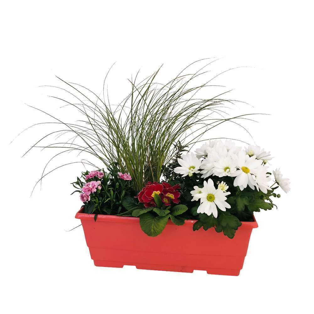 Jardinière De Bisannuelles Et Vivaces 40 Cm - Coloris Variables 3 Jardinière De Bisannuelles Et Vivaces 40 Cm - Coloris Variables