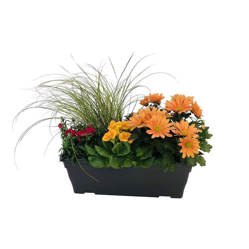 Jardinière De Bisannuelles Et Vivaces 40 Cm - Coloris Variables 7 Jardinière De Bisannuelles Et Vivaces 40 Cm - Coloris Variables – Image 5