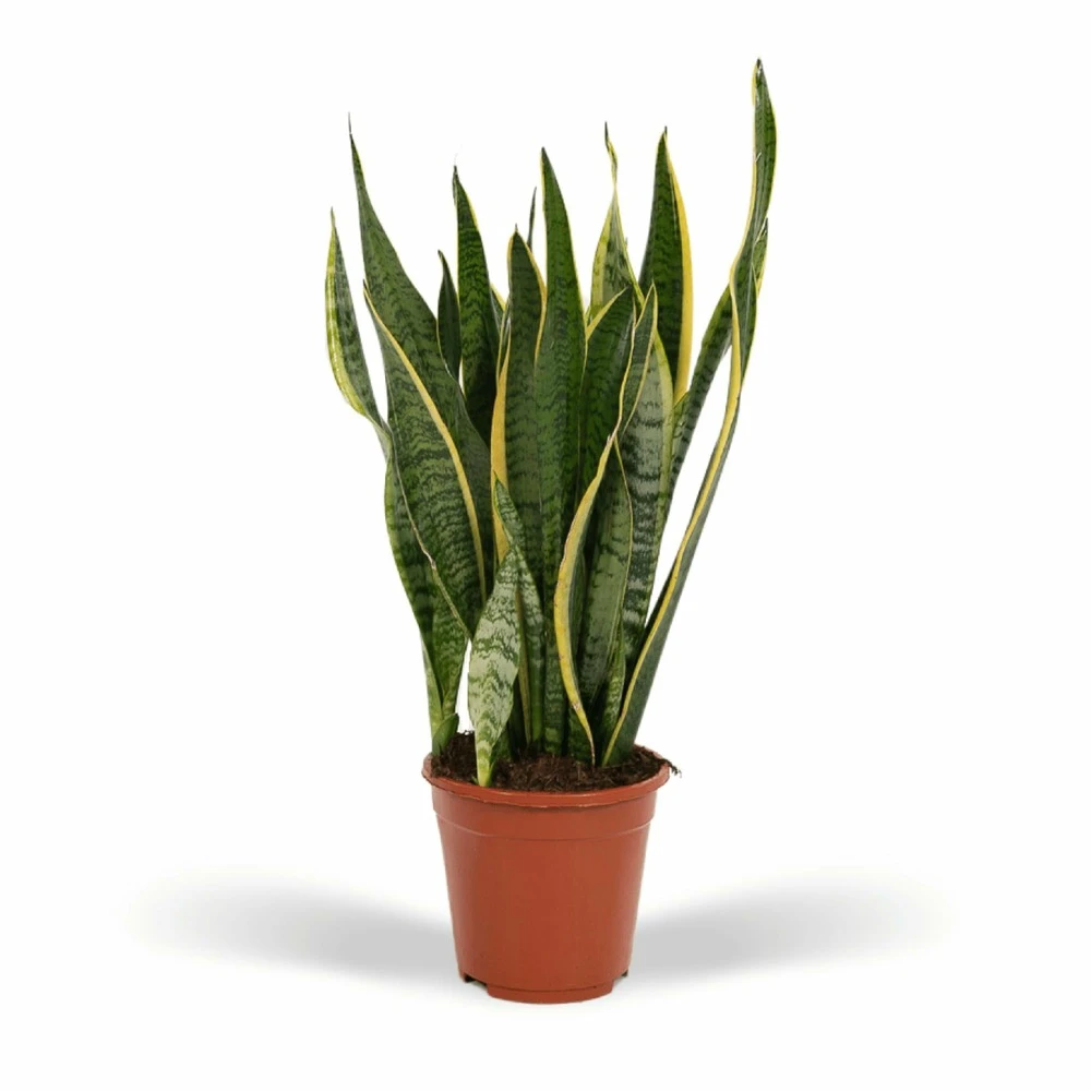 Sansevieria Laurentii - H65cm, ø17cm - Plante D'intérieur Sans Entretien 3 Sansevieria Laurentii - H65cm, ø17cm - Plante D'intérieur Sans Entretien