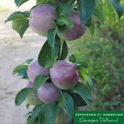 Pommier Colonnaire Chinon : Conteneur 12 Litres -Terre et Verdure 423700 001