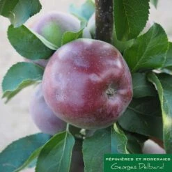 Pommier Colonnaire Chinon : Conteneur 12 Litres -Terre et Verdure 423700 002