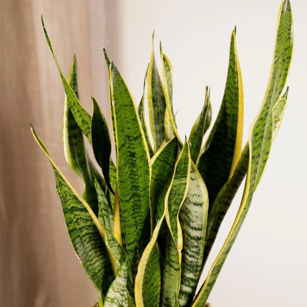 Sansevieria Laurentii - H65cm, ø17cm - Plante D'intérieur Sans Entretien 5 Sansevieria Laurentii - H65cm, ø17cm - Plante D'intérieur Sans Entretien – Image 3