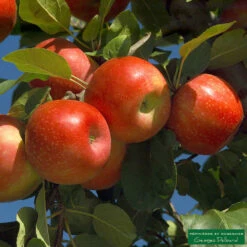 Pommier Ariane : Gobelet 3 Ans D'âge -Terre et Verdure 427320 001