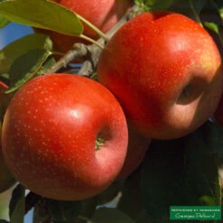 Pommier Ariane : Gobelet 3 Ans D'âge -Terre et Verdure 427320 002 1