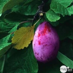 Prunier Quetsche Stanley : Demi Tige -Terre et Verdure 427324 001