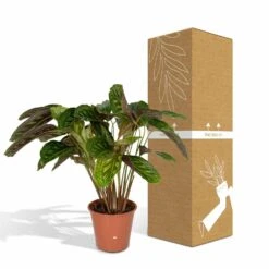 Calathea Flamestar - H75cm, ø19cm - Grande Plante D'intérieur -Terre et Verdure 42cf26d6aec70c6e
