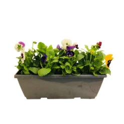 Pensée : Jardinière Colorée 40 Cm - Coloris Variables -Terre et Verdure 431665 005