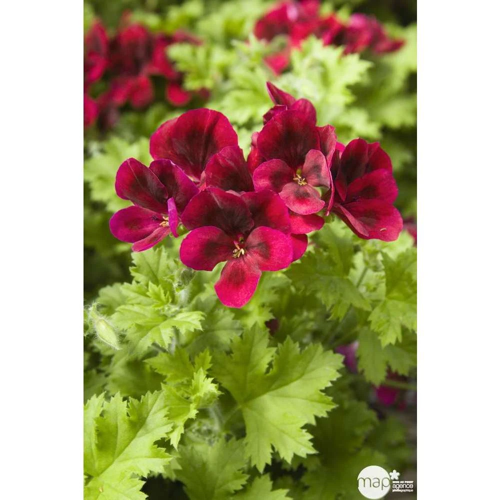 Géranium 'Calliope Dark Red' : Pot 4,5 Litres 4 Géranium 'Calliope Dark Red' : Pot 4,5 Litres – Image 2