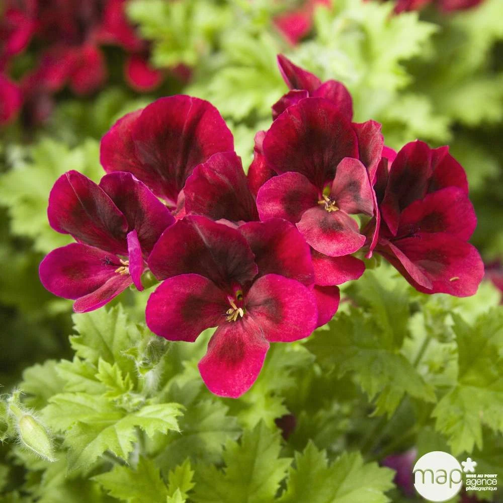 Géranium 'Calliope Dark Red' : Pot 4,5 Litres 5 Géranium 'Calliope Dark Red' : Pot 4,5 Litres – Image 3