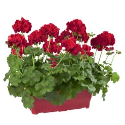 Geranium Interspécifique:jardinière 50 Cm - Coloris Variables 9 Geranium Interspécifique:jardinière 50 Cm - Coloris Variables -Terre et Verdure 435586 006