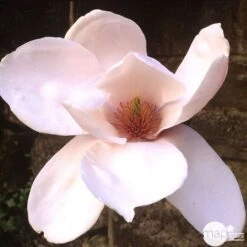 Primevères En Jardinière De 40cm Couleur - Coloris Variables -Terre et Verdure 440466 006