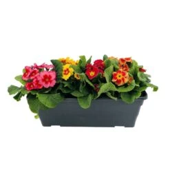 Primevères En Jardinière De 40cm Couleur - Coloris Variables -Terre et Verdure 440466 008