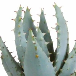 Gasteria, Haworthia Et Leurs Caches-pots, Box De 5 Plantes - H11cm, ø6,5cm - Plantes D'intérieur -Terre et Verdure 442d1c683b3d163f