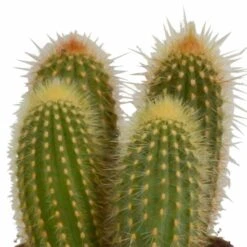 Cactus, Box De 3 Plantes - H15cm, ø10,5cm - Plantes D'intérieur -Terre et Verdure 446043fb59ca02cc