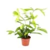 Dragonnier - Dracaena Surculosa - 12cm - Vert Avec Des Taches Vert Clair -Terre et Verdure 45371a71befb124f