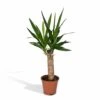 Yucca - H40cm, ø14cm - Plante D'intérieur -Terre et Verdure 45748ff9871a53db