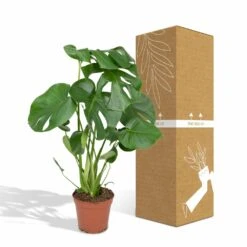 Monstera Deliciosa - H55cm, ø17cm - Plante D'intérieur 11 Monstera Deliciosa - H55cm, ø17cm - Plante D'intérieur -Terre et Verdure 4599ee42bbec50b0