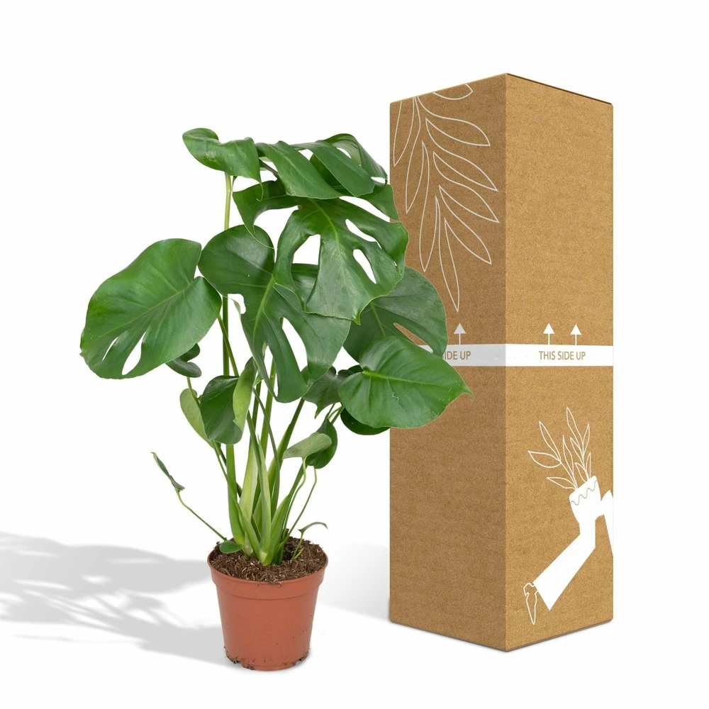 Monstera Deliciosa - H55cm, ø17cm - Plante D'intérieur 7 Monstera Deliciosa - H55cm, ø17cm - Plante D'intérieur – Image 5