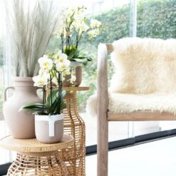 Orchidée Blanche Phalaenopsis - H35cm, ø9cm - Plante D'intérieur Fleurie -Terre et Verdure 45d2db9d71e17607