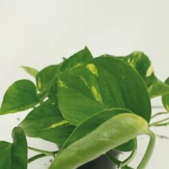 Epipremnum Aureum Scindapsus X2 - H25cm, ø15cm - Plante D'intérieur -Terre et Verdure 461f129a2cd4c0d8